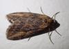 Chesias isabella